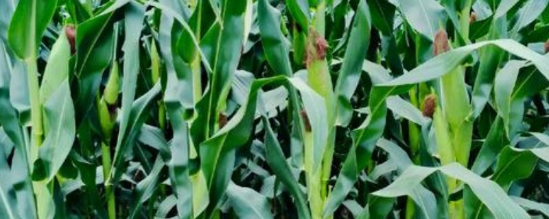 春玉米和晚稻栽培模式有什么好处，可保证种粮面积
