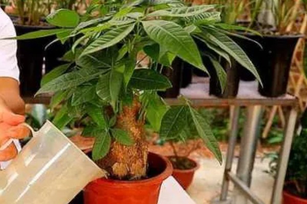 在北方好养发财树吗，并不好养