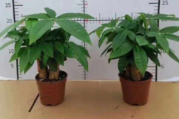 在北方好养发财树吗，并不好养