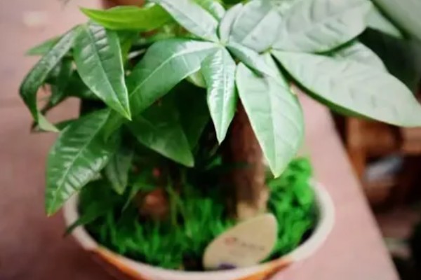 在北方好养发财树吗，并不好养