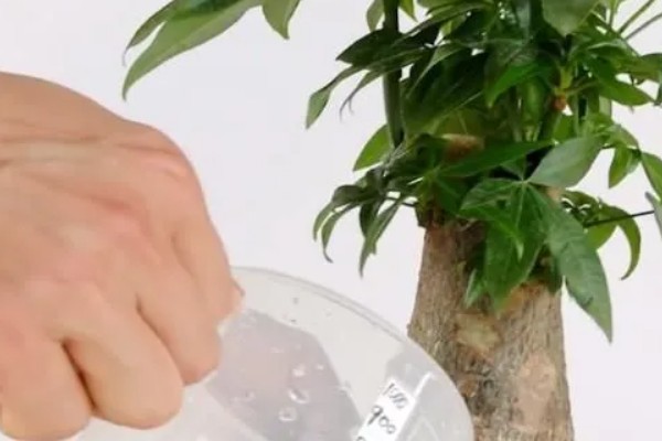 在北方好养发财树吗，并不好养
