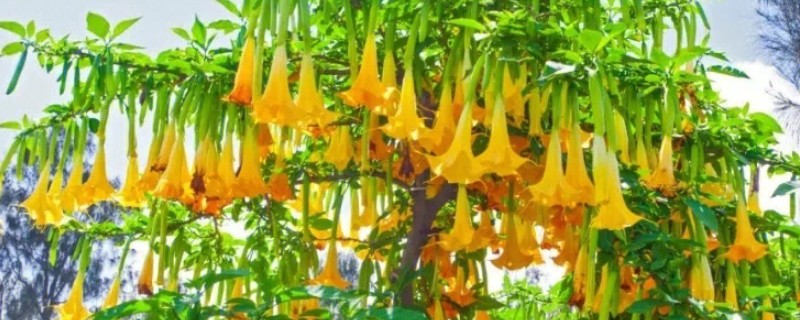 曼陀罗花病虫害的防治方法，出现桃蚜可喷施氧化乐果
