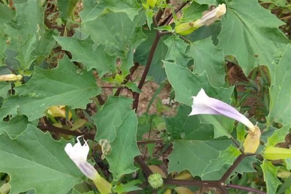 曼陀罗花病虫害的防治方法，出现桃蚜可喷施氧化乐果