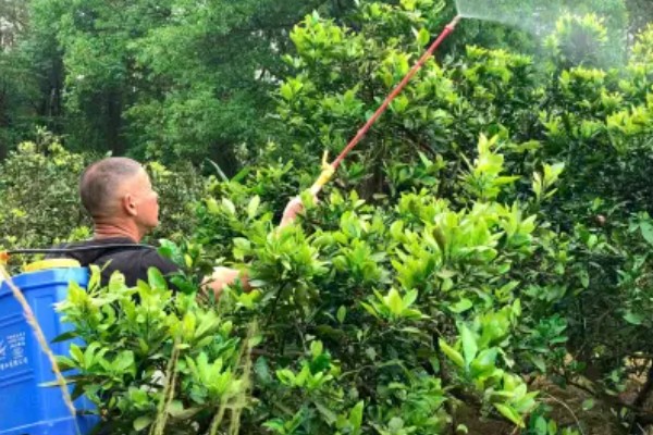 怎么使用多宁硫酸铜钙，根据使用和防治对象决定浓度
