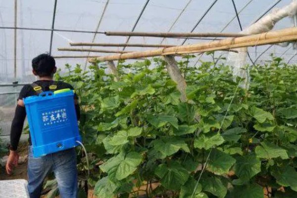 怎么使用多宁硫酸铜钙，根据使用和防治对象决定浓度