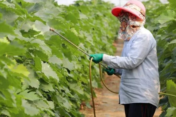 怎么使用多宁硫酸铜钙，根据使用和防治对象决定浓度