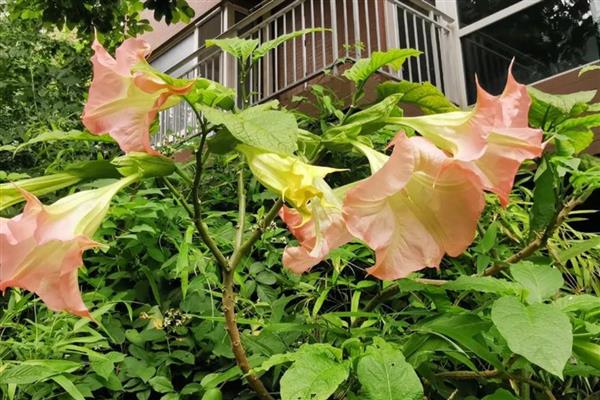 曼陀罗花病虫害的防治方法，出现桃蚜可喷施氧化乐果