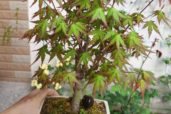 鸡爪槭的养护方法，生长季节浇水要充足