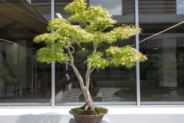 鸡爪槭的养护方法，生长季节浇水要充足