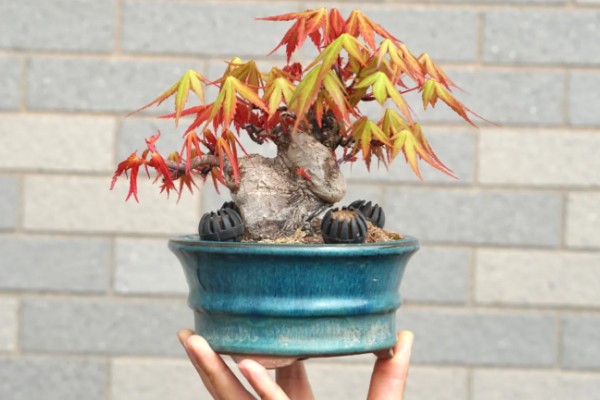 鸡爪槭的养护方法，生长季节浇水要充足