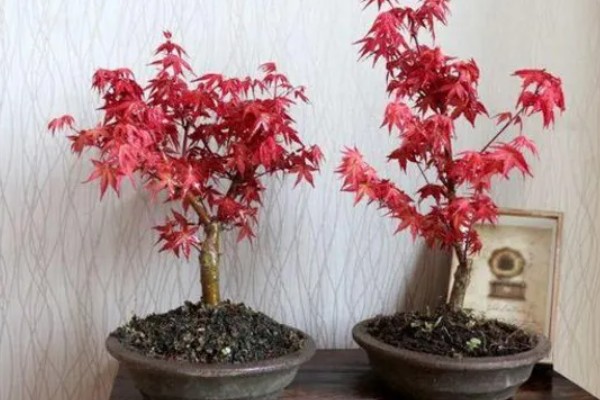 鸡爪槭的养护方法，生长季节浇水要充足