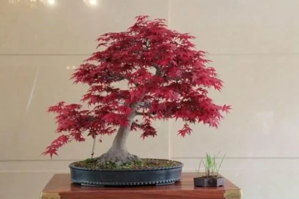 鸡爪槭的养护方法，生长季节浇水要充足