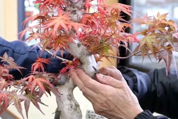 鸡爪槭的养护方法，生长季节浇水要充足