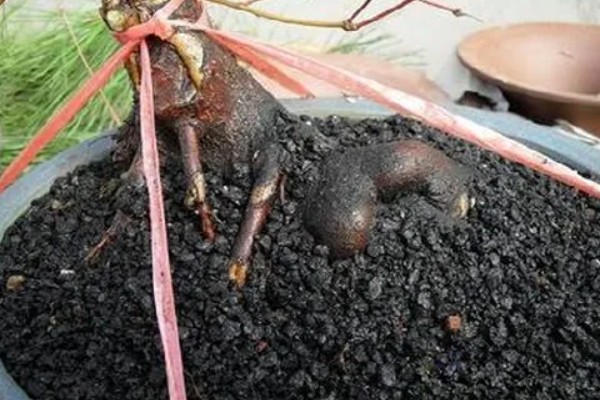 鸡爪槭的养护方法，生长季节浇水要充足