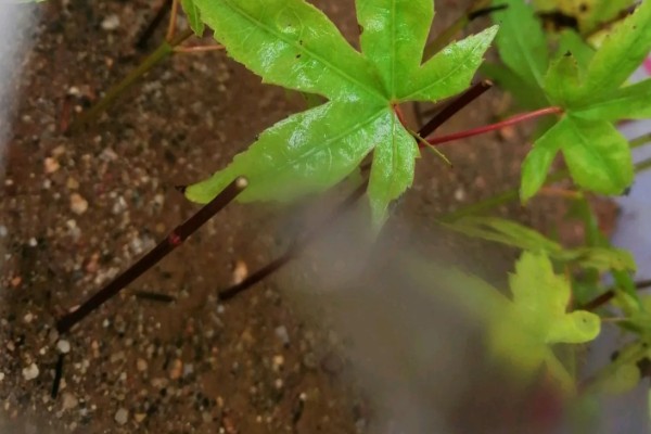 鸡爪槭的养护方法，生长季节浇水要充足