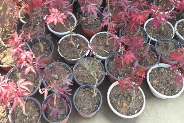 鸡爪槭的养护方法，生长季节浇水要充足