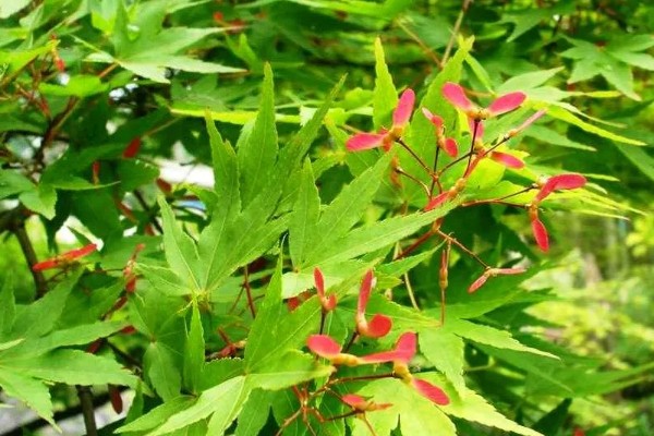 鸡爪槭的养护方法，生长季节浇水要充足
