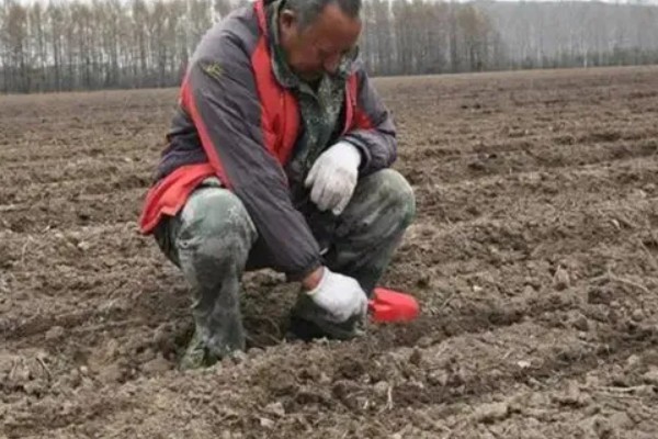 鸡爪槭的养护方法，生长季节浇水要充足
