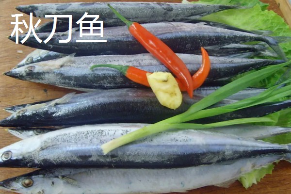 秋刀鱼和青花鱼是同一种鱼吗，科属、体型等方面都有区别