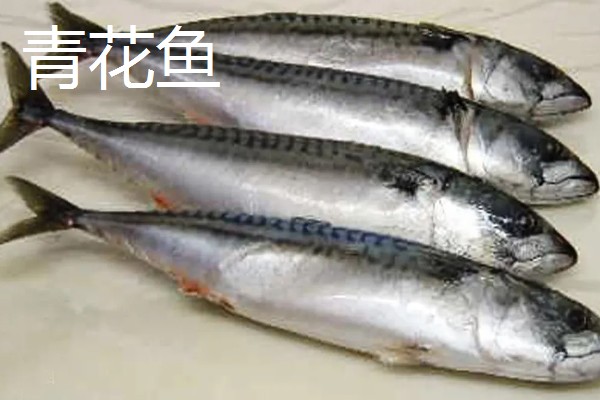 秋刀鱼和青花鱼是同一种鱼吗，科属、体型等方面都有区别