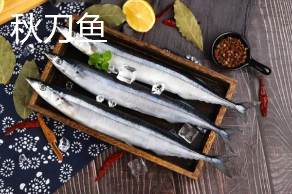 秋刀鱼和青花鱼是同一种鱼吗，科属、体型等方面都有区别