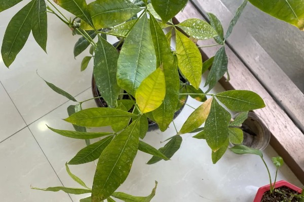 发财树树叶发黄掉落的原因，可能是浇水不当所致