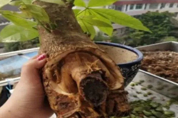 发财树树叶发黄掉落的原因，可能是浇水不当所致