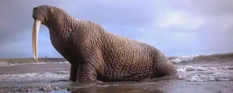 海象吃什么食物，捕食乌贼、虾、蟹和蠕虫等