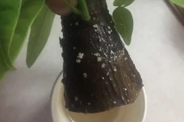 发财树树叶发黄掉落的原因，可能是浇水不当所致