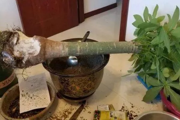 发财树树叶发黄掉落的原因，可能是浇水不当所致