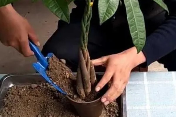 发财树树叶发黄掉落的原因，可能是浇水不当所致