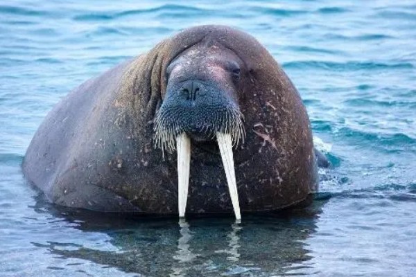 海象吃什么食物，捕食乌贼、虾、蟹和蠕虫等