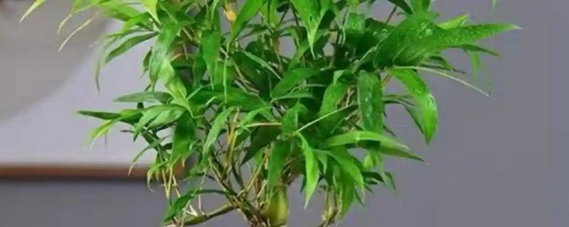 罗汉竹的生长习性,喜欢湿暖湿润的气侯