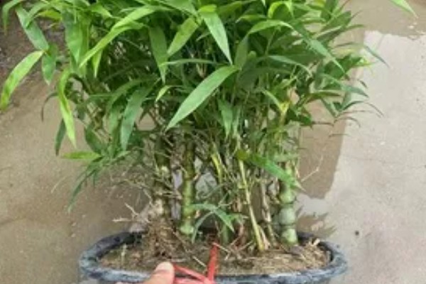 罗汉竹的生长习性，喜欢湿暖湿润的气侯