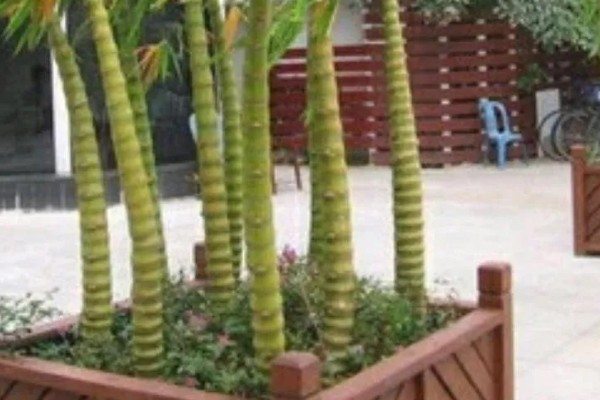 罗汉竹的生长习性，喜欢湿暖湿润的气侯