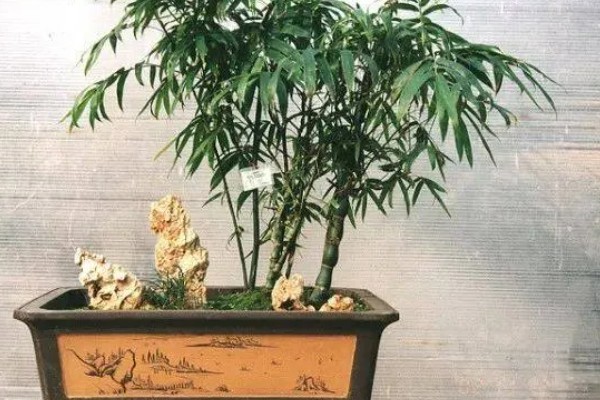 罗汉竹的生长习性，喜欢湿暖湿润的气侯