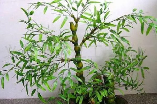 罗汉竹的生长习性，喜欢湿暖湿润的气侯