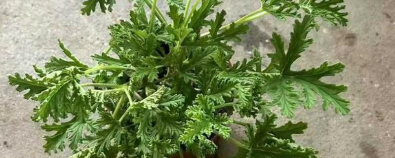 驱蚊草怎么浇水，春秋季每隔三天浇水一次