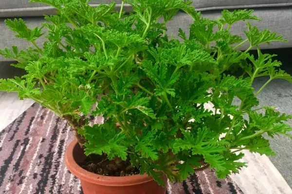 驱蚊草怎么浇水，春秋季每隔三天浇水一次