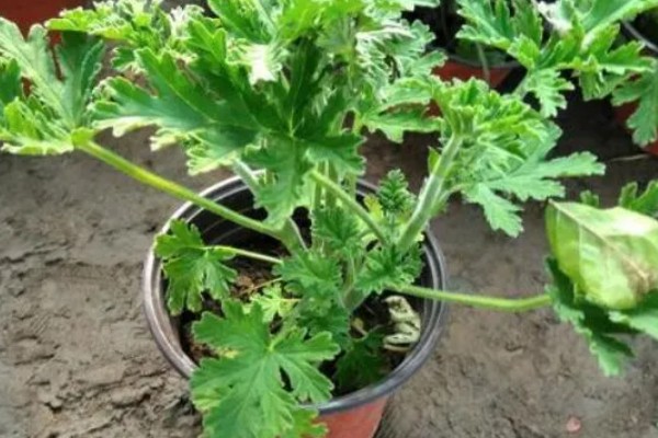 驱蚊草怎么浇水，春秋季每隔三天浇水一次