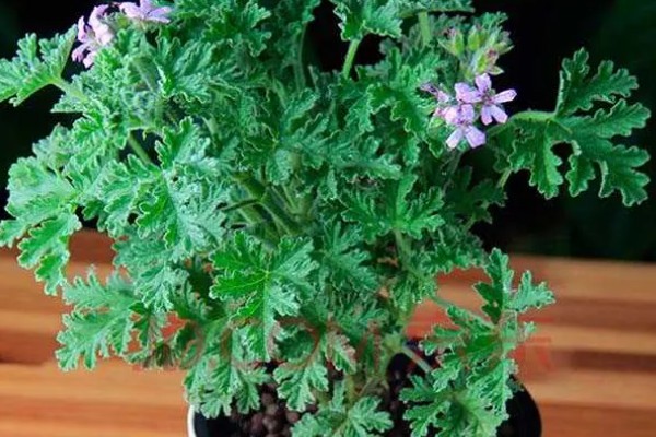 驱蚊草怎么浇水，春秋季每隔三天浇水一次