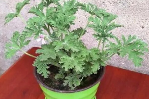 驱蚊草怎么浇水，春秋季每隔三天浇水一次