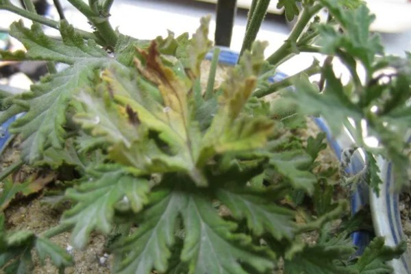 驱蚊草怎么浇水，春秋季每隔三天浇水一次