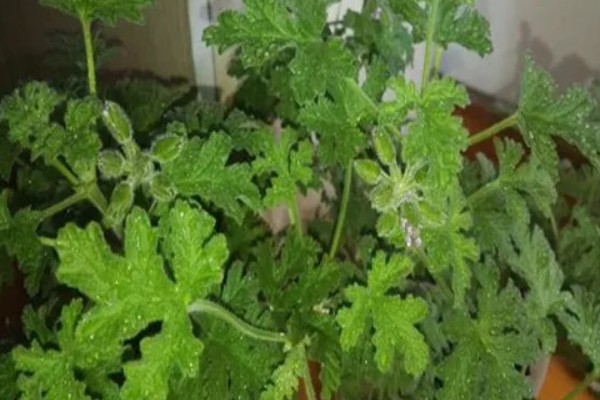 驱蚊草怎么浇水，春秋季每隔三天浇水一次