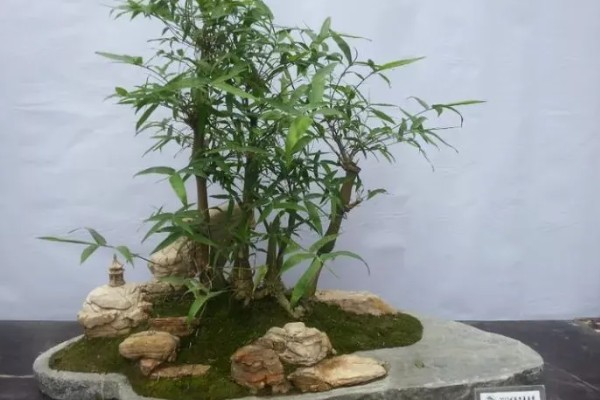 罗汉竹的生长习性，喜欢湿暖湿润的气侯