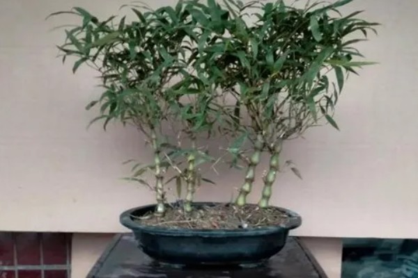 罗汉竹的生长习性，喜欢湿暖湿润的气侯