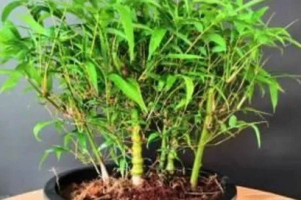 罗汉竹的生长习性，喜欢湿暖湿润的气侯