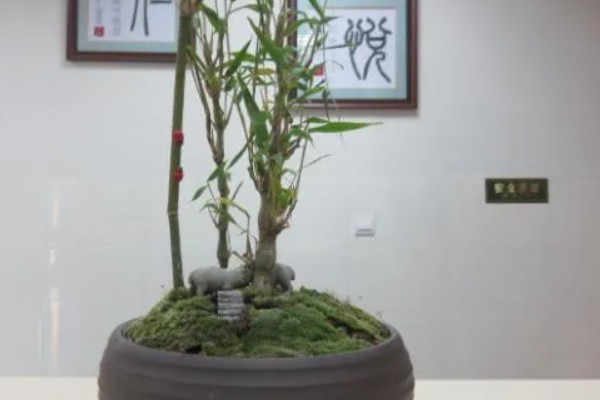 罗汉竹的生长习性，喜欢湿暖湿润的气侯