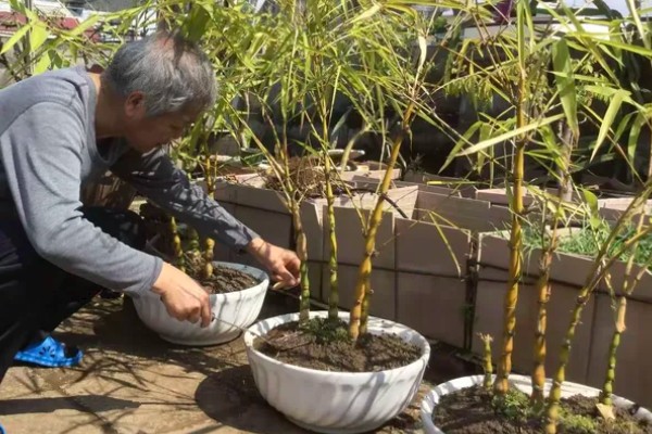 罗汉竹的生长习性，喜欢湿暖湿润的气侯