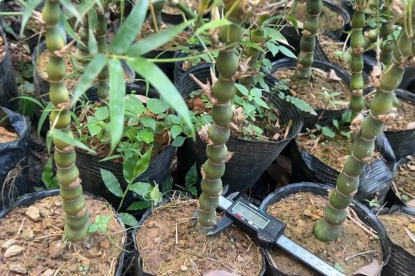 罗汉竹的生长习性，喜欢湿暖湿润的气侯